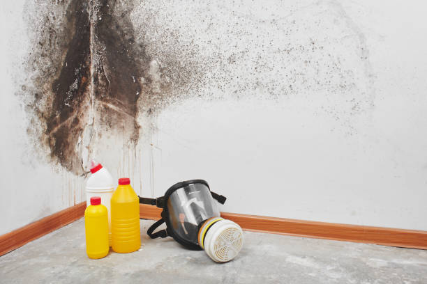 Best Mold Removal Near Me  in Calvert, TX