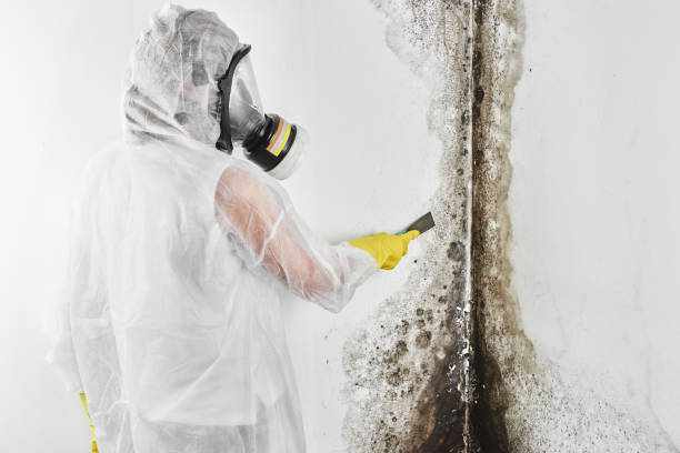 Best Mold Testing  in Calvert, TX