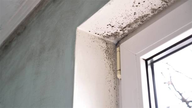 Best Mold Removal Company Near Me  in Calvert, TX