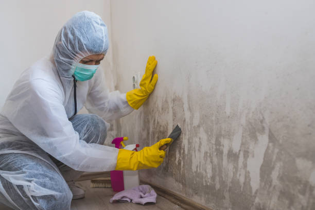 Best Same-Day Mold Removal  in Calvert, TX
