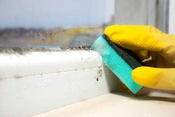 Best Office Mold Removal Services  in Calvert, TX