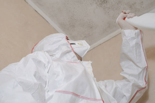 Best Same-Day Mold Removal  in Calvert, TX