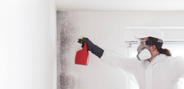 Best Fast Mold Removal  in Calvert, TX