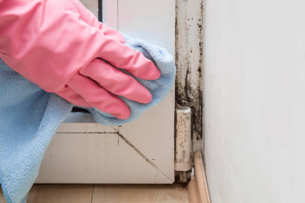 Best Mold Testing  in Calvert, TX