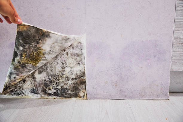 Best Mold Cleaning Services  in Calvert, TX
